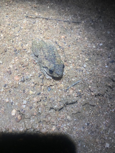 Peron's Tree Frog