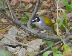 Phaenicophilus palmarum