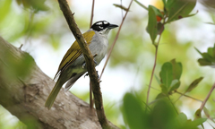 Phaenicophilus palmarum