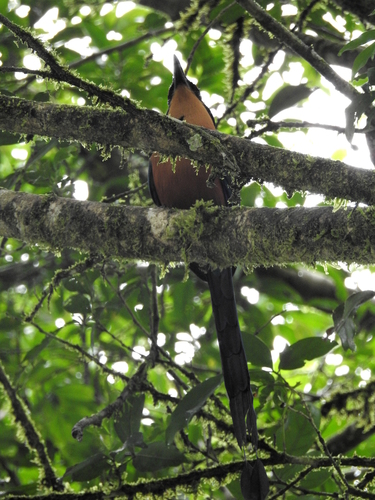 Baryphthengus martii