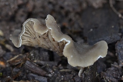 Arrhenia acerosa