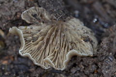 Arrhenia acerosa