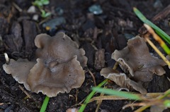 Arrhenia acerosa
