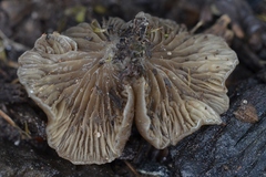 Arrhenia acerosa