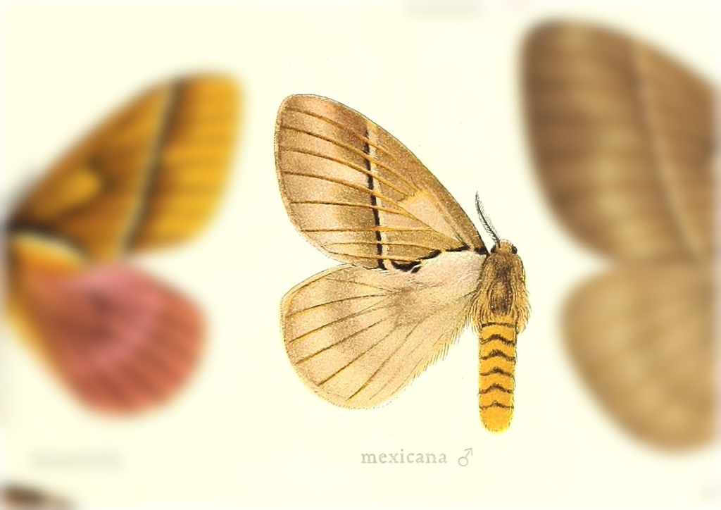 Pseudodirphia mexicana