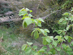 Ulmus minor