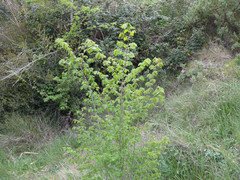 Ulmus minor