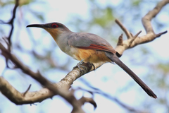 Coccyzus longirostris