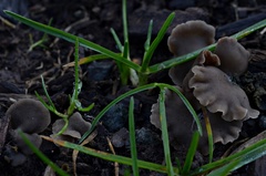 Arrhenia acerosa