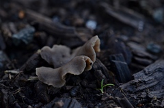 Arrhenia acerosa