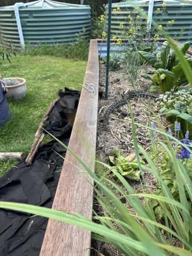 Coastal Carpet Python sighting