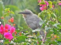 Coccyzus longirostris