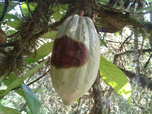 Frosty Pod Rot (Moniliophthora roreri) · iNaturalist