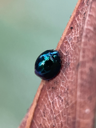 Steelblue Lady Beetle photo 4