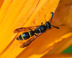 Symmorphus canadensis