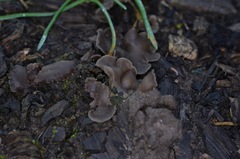 Arrhenia acerosa