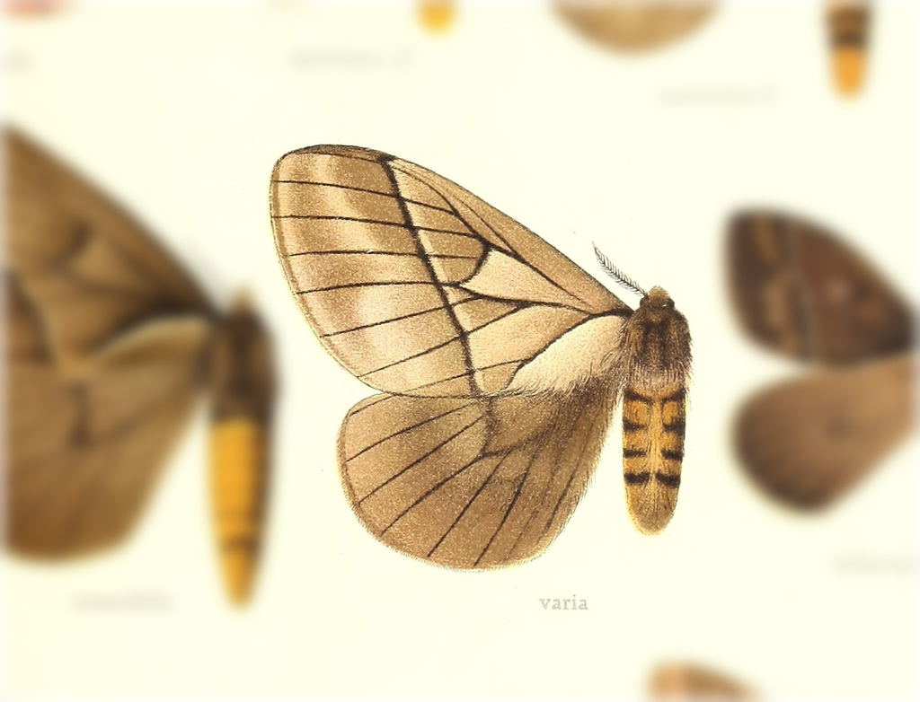 Pseudodirphia varia