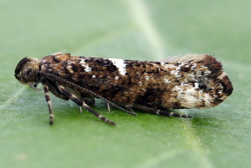 Acrolepia assectella (Zeller, 1839)