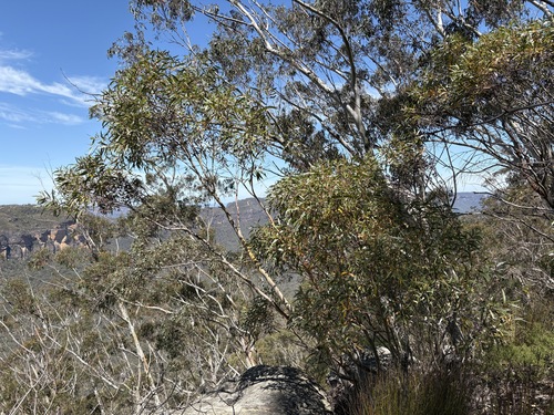 Eucalyptus dendromorpha, 2025-10-19