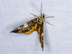 Chrysolarentia phaedra