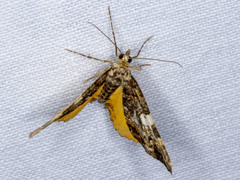 Chrysolarentia phaedra