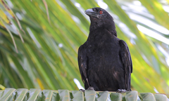 Corvus leucognaphalus