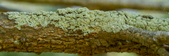 Flavoparmelia rutidota