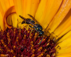 Symmorphus canadensis