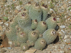 Coryphantha durangensis durangensis
