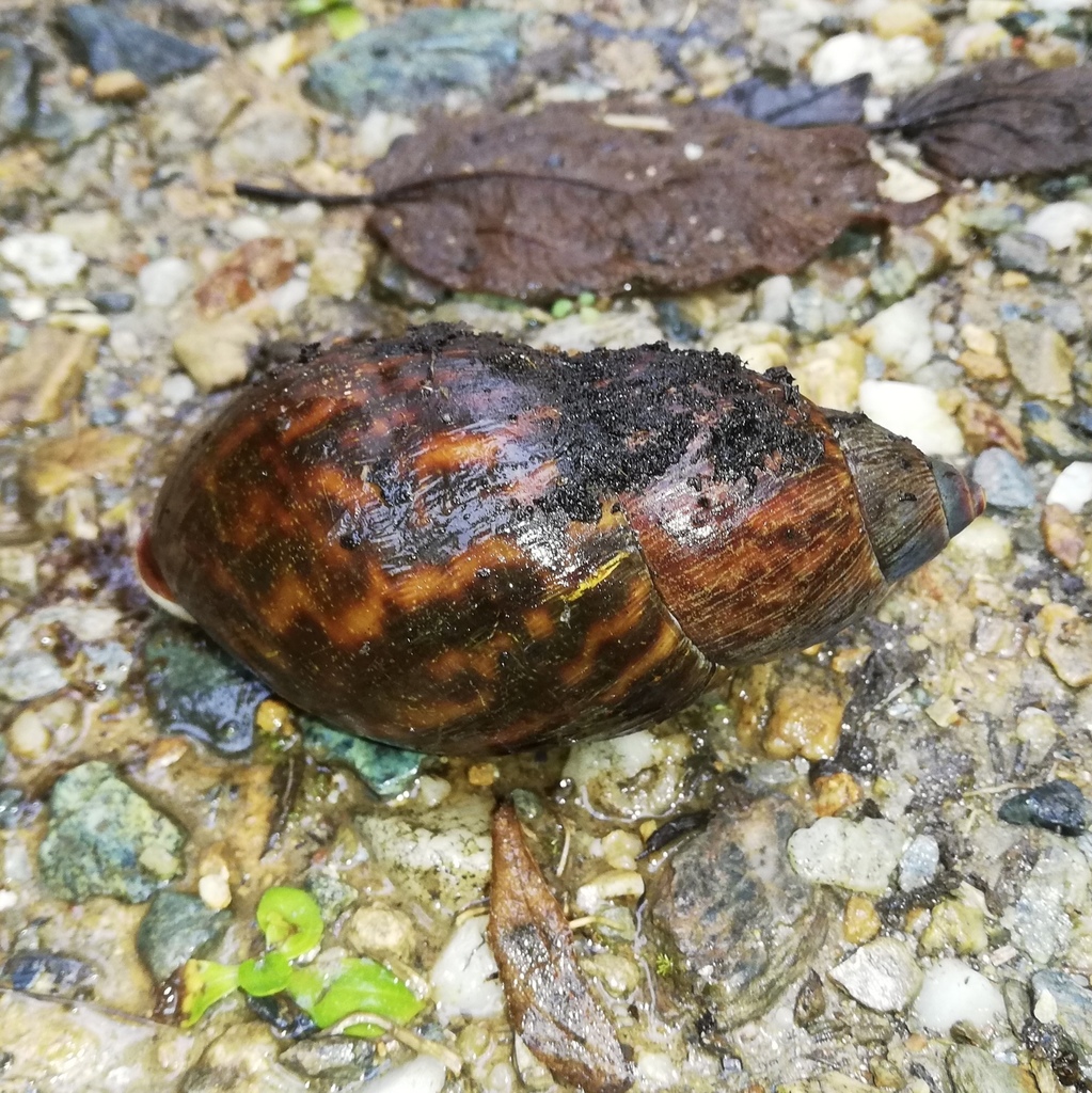 Dryptus marmoratus