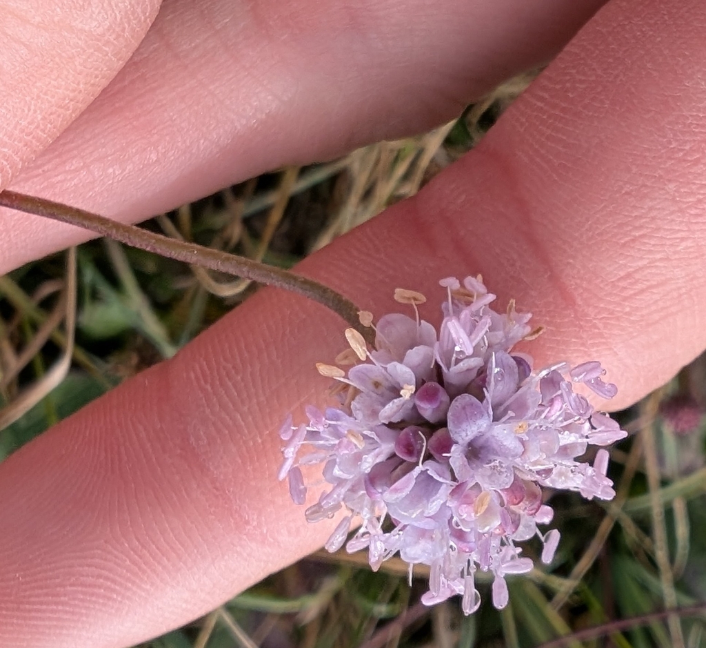 Succisella inflexa; photograph author not stated, no rights reserved