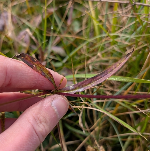 Succisella inflexa, photograph 4