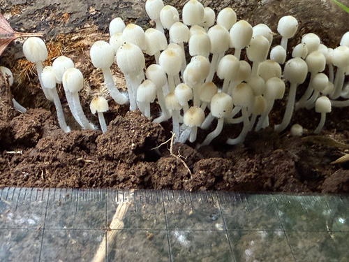 Coprinellus disseminatus