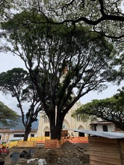 Podocarpus oleifolius