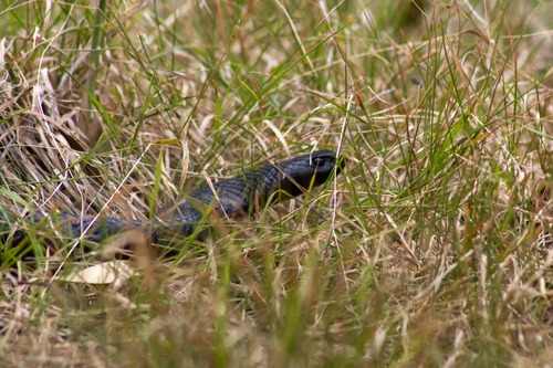 Red-bellied Black Snake sighting