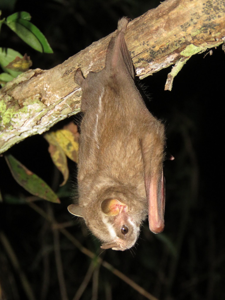Mexican Big-Eyed Bat