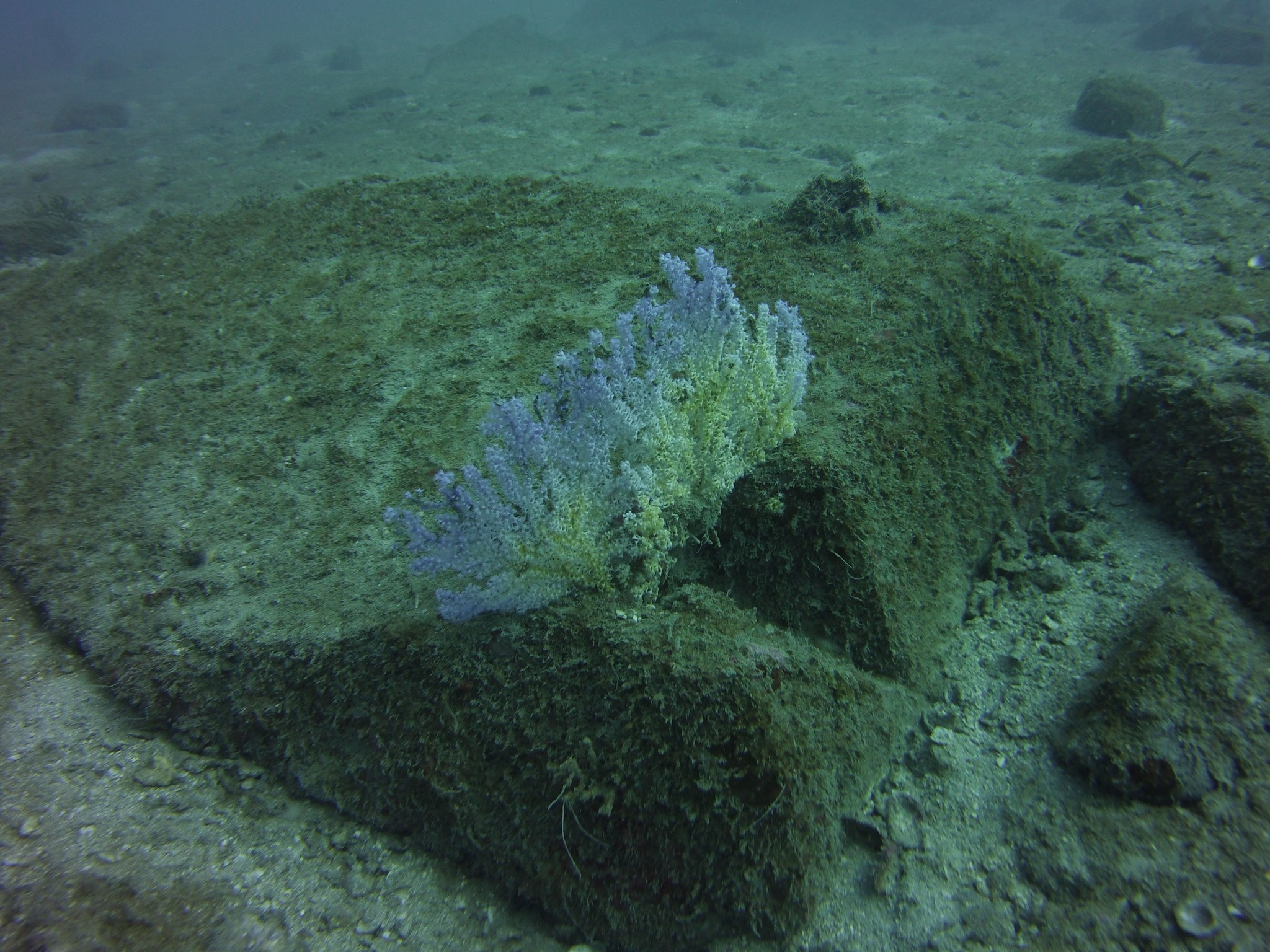 Anthogorgia divaricata (Verrill, 1865)