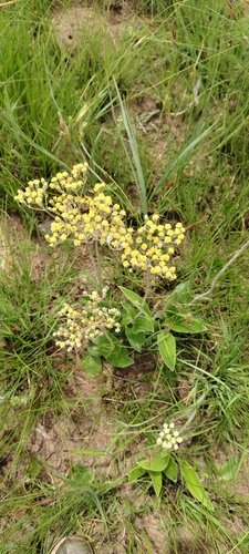Grizzly Everlasting (Helichrysum griseum)