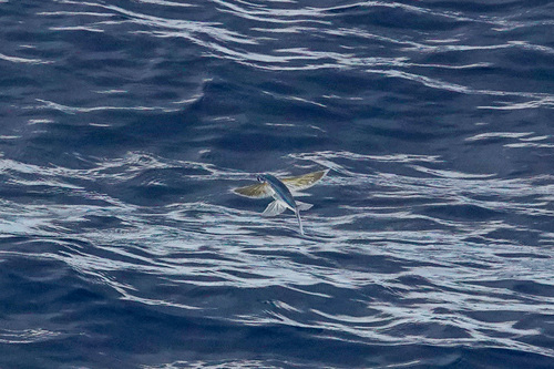 Bleeker's flyingfish (Cypselurus oligolepis) — Exocoetidae — 5