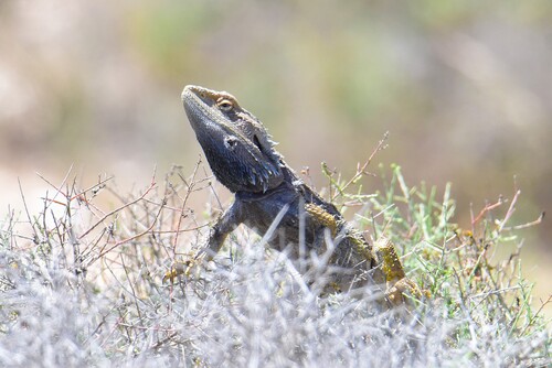 Eastern Bearded Dragon