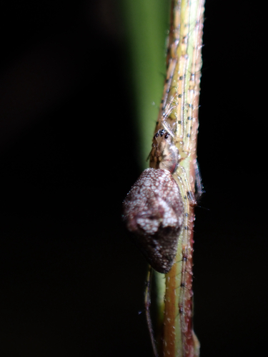 Tetragnatha quasimodo observed 2025-10-18