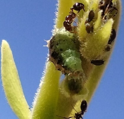 Unknown species found near South Mountain Village, Phoenix, AZ, USA