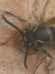 Vespula vulgaris