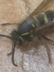 Vespula vulgaris