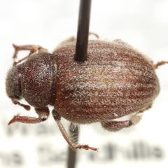 Trigonoscutoides texanus