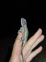 Dymond's Japalure photo 2