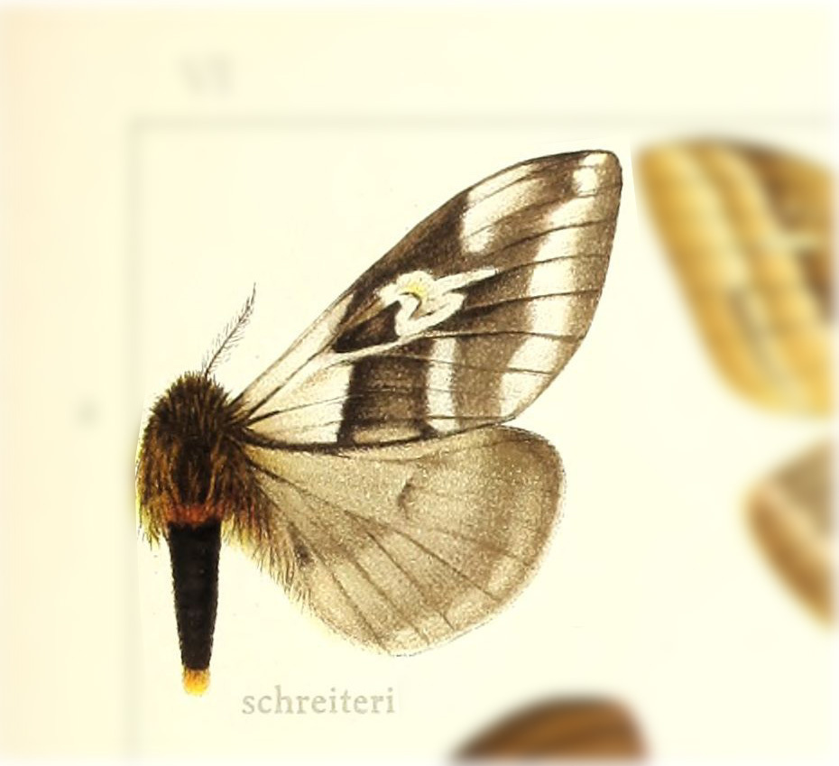 Dirphiopsis schreiteri