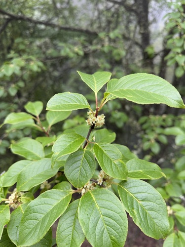 Ilex fragilis