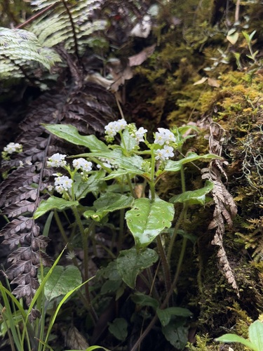 Trigonotis heliotropifolia