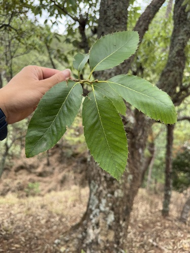 Chinese cork oak